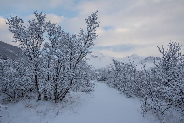 Snow-covered path leading through leafless trees in a winter forest with mountains in the background. Serene and peaceful landscape perfect for emphasizing the beauty of winter on travel brochures, adventure magazines, and nature-themed projects. Ideal for promoting cold-climate outdoor activities and scenic destinations.
