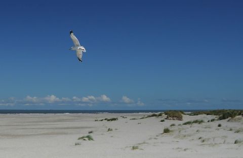 Seagull soaring over expansive sandy beach and dunes under deep blue sky