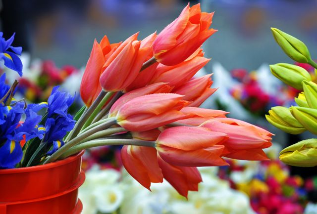 Vibrant Tulip Bouquet in Red Vase, Surrounded by Colorful Blooms - Download Free Stock Photos Pikwizard.com