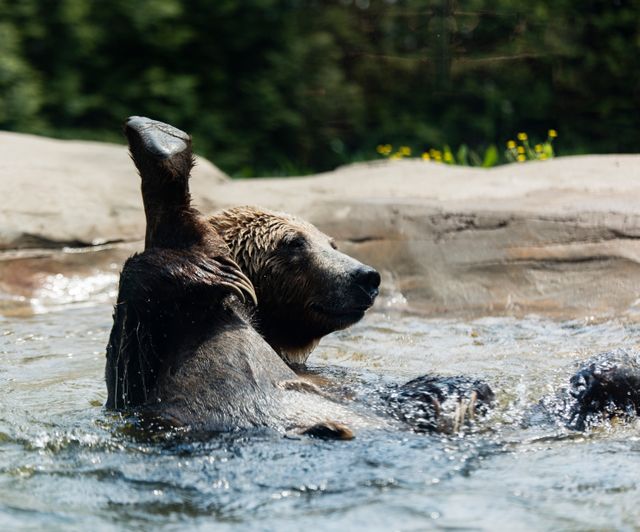 Grizzly bear seen reclining in shallow water, showcasing playful behavior under natural sunlight, with greenery and rocky background. Suitable for use in wildlife documentaries, educational materials on animal behavior, and nature conservation campaigns.
