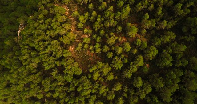 Aerial perspective of a lush, green evergreen forest at sunset. Dense foliage creates a serene and tranquil atmosphere, capturing the beauty and complexity of nature. Ideal for use in environmental publications, travel articles, outdoor adventure promotions, and scenic prints.