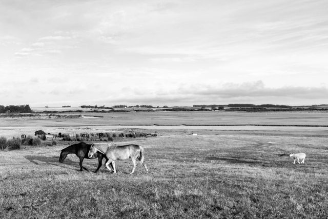 A scenic view of horses grazing in a vast open field, captured in monochrome. The distant landscape provides depth and a sense of tranquility, making this suitable for nature and rural-themed projects. Ideal for use in websites, calendars, or backgrounds focused on countryside living, equine activities, or serene environments.