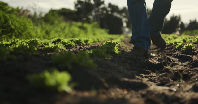 Farmer Walking in Lush Green Field of Vegetables - Download Free Stock Images Pikwizard.com