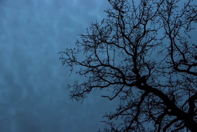 Moody and dramatic silhouette of leafless tree branches against a dusk sky. Ideal for use in designs featuring themes of nature, calmness, eeriness, or melancholy. Excellent as a background for quotes, book covers, or artistic projects needing an evocative image.