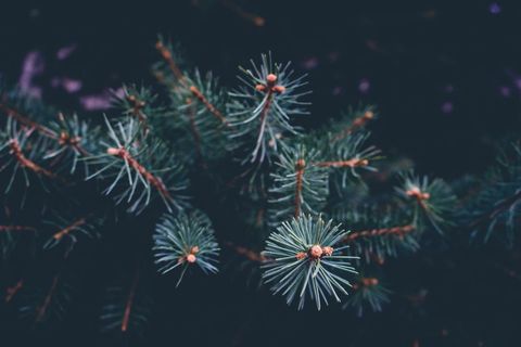 Close-Up of Evergreen Pine Needles in Natural Light