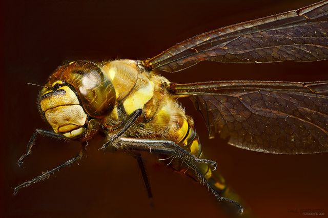 Detailed macro shot of a dragonfly highlighting its wings and body. Ideal for nature magazines, educational materials, scientific research presentations, or artistic display. Emphasizes delicate features and anatomy of insects.