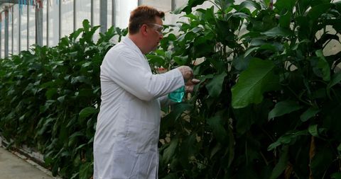 Scientist Studying Plant Health in Greenhouse