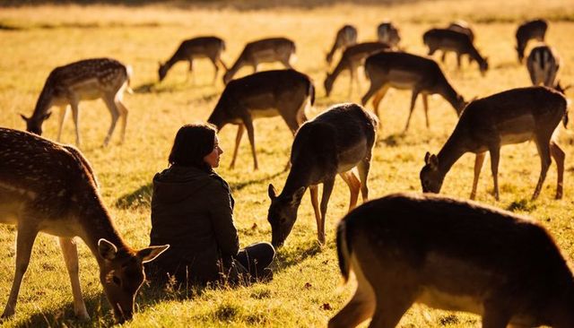 Woman sitting among grazing deer in golden hour meadow, serene wildlife connection
