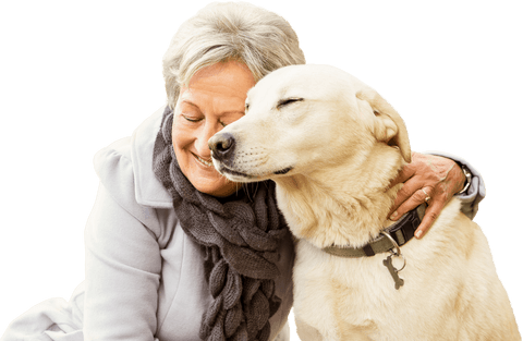 senior woman hugging labrador on transparent background - Download Free Stock Videos Pikwizard.com