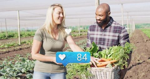 Mid adult farmers harvesting organic vegetables at shade net farm