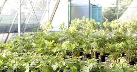 Vibrant Tropical Foliage Thriving in Eco-Friendly Greenhouse