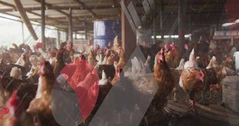 Brown laying hens roaming inside rustic poultry barn