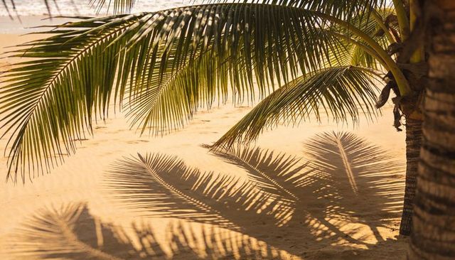 Palm frond shadows stretching across golden sand at tropical beach during golden hour