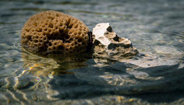 Brown sea sponge resting on limestone in shallow coastal water with sunlit ripples