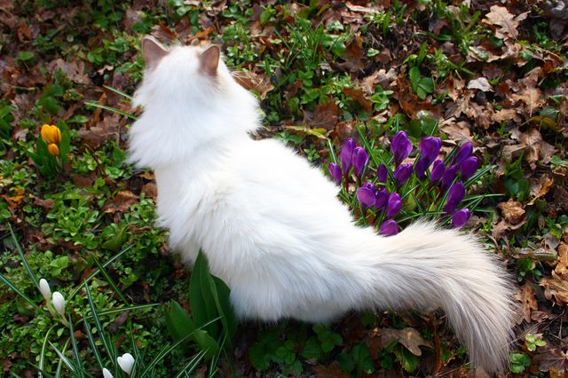 White fluffy cat sitting among vibrant flowers in a spring garden, highlighting nature's beauty. Ideal for use in pet websites, gardening blogs, and seasonal greeting cards.