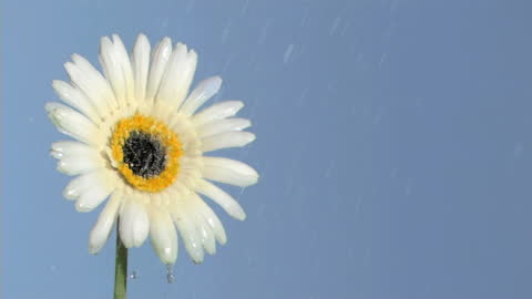 Water Droplets Falling on Daisy Against Blue Sky