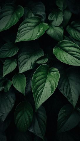 Moody Green Leaves with Rain Droplets Background