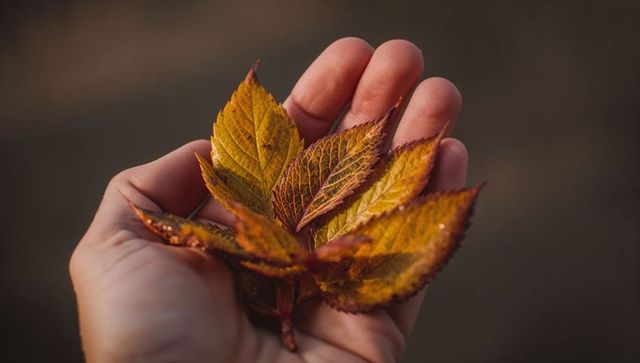 Adult hand holding yellow-orange autumn leaves with dew droplets closeup macro texture