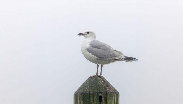 Seagull perching on weathered wooden piling amid foggy coastal harbor
