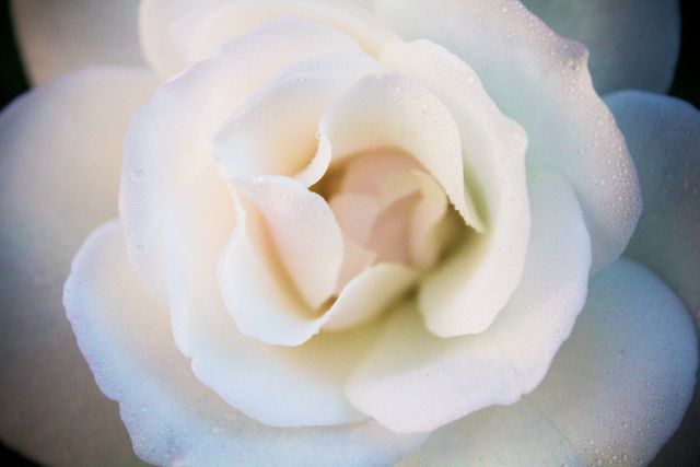 Close-Up of White Rose with Dew Drops - Download Free Stock Photos Pikwizard.com
