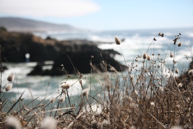 This image captures a beautiful coastal landscape with dried wildflowers in the foreground and ocean waves in the background. Ideal for travel agencies, nature blogs, or websites focused on outdoor activities and serene scenery. It evokes a sense of tranquility and natural beauty, making it perfect for promotional material aimed at relaxation and nature exploration.