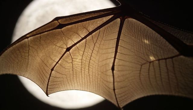 Backlit translucent bat wing revealing intricate vein texture and moonlit silhouette