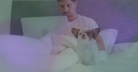 Man Working on Laptop in Bed with Long-Haired Chihuahua
