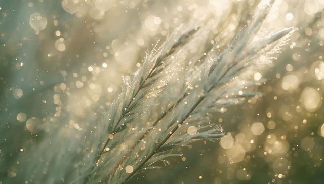 Glistening grass plumes catching warm sunlight with dewy droplets and golden bokeh