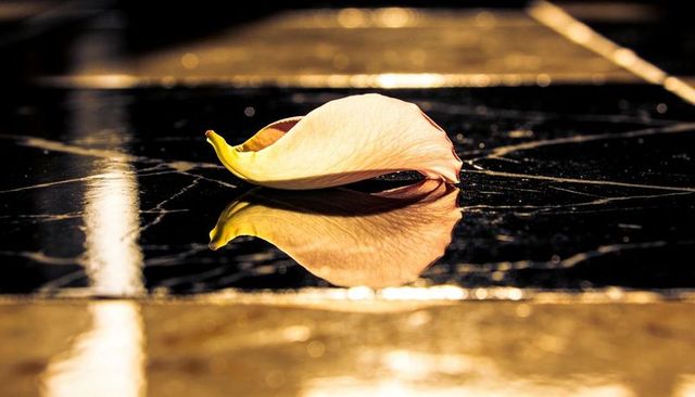 Soft pale pink petal reflecting on polished black marble with golden bokeh shimmer