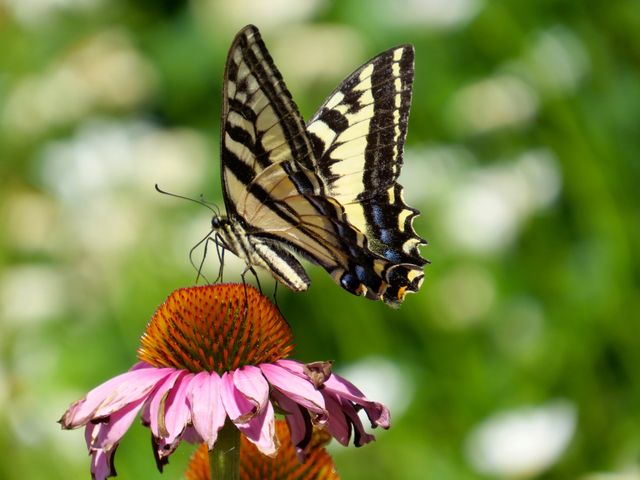 Beautiful swallowtail butterfly perched on Echinacea flower in sunlit garden with natural green background. Perfect for nature lovers, educational materials, gardening blogs, wildlife publications, and spring or summer-themed marketing campaigns.