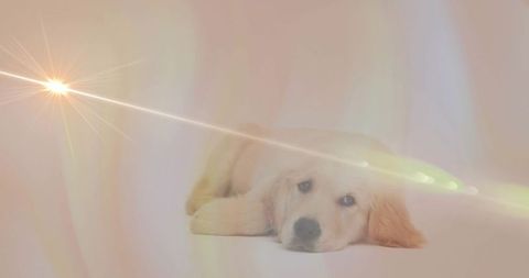 Golden retriever puppy lying calmly with starburst light flare on pastel backdrop
