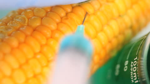 Syringe Applying Substance to Sweet Corn in Laboratory Setting