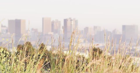 Grass Blades in Focus Against Blurred Urban Skyline - Download Free Stock Images Pikwizard.com