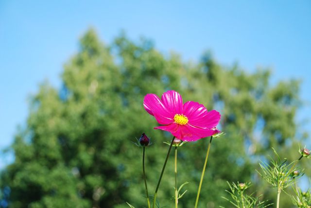 Pink Cosmos Flower Blooming in Front of Blurred Greenery and Blue Sky - Download Free Stock Photos Pikwizard.com