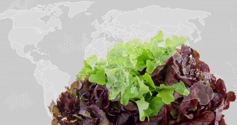 Global freshness showcasing green and red leaf lettuce with world map overlay