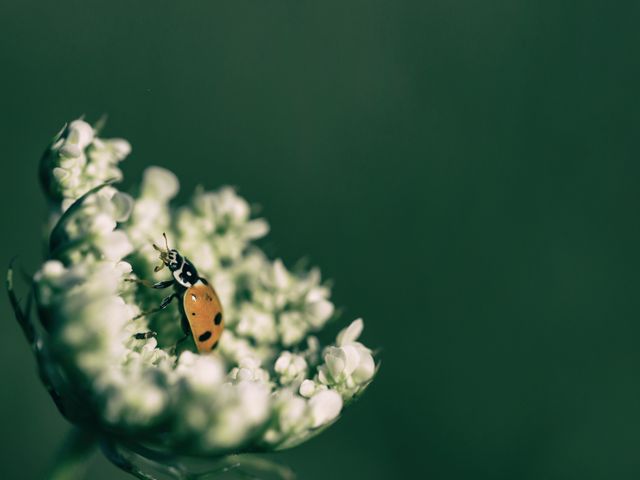 Ladybug is exploring delicate white flower petals against blurred green backdrop. This nature imagery is perfect for themes emphasizing biodiversity, ecological balance, and tranquility. Use this in environmental campaigns, nature presentations, or wildlife-themed content.