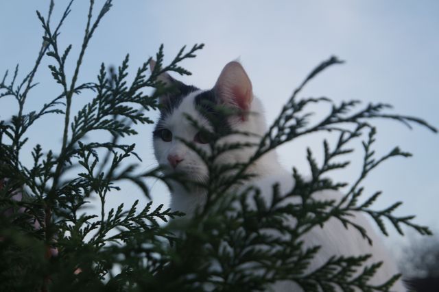 Curious Cat Observing with Plants in Foreground - Download Free Stock Images Pikwizard.com