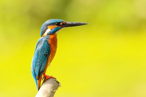 Vibrant Common Kingfisher Perching on Branch against Bright Yellow Bokeh Background