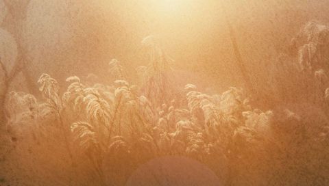 Swaying feathery grasses backlit by low sun with golden lens flare and film grain