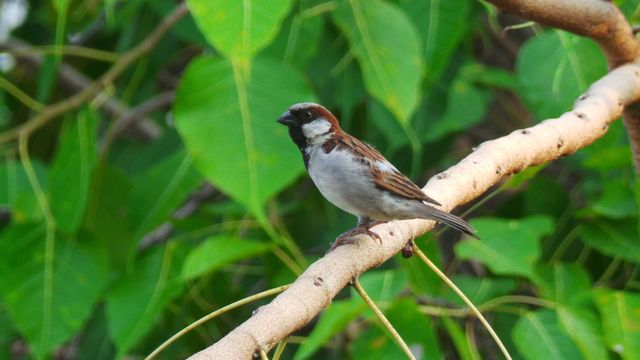 This image shows a sparrow perched on a tree branch surrounded by vibrant green foliage. The bird appears serene and alert against the lush background, making it perfect for nature-themed blogs, environmental education materials, and wildlife conservation campaigns.