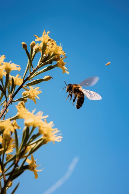 Close-up of honeybee approaching yellow flower in outdoor setting under clear blue sky. Shows delicate wings and striped body. Perfect for topics related to pollination, summer, nature, ecology, work of bees, and documentary about insects. Highlights peaceful and sunny outdoor environment.
