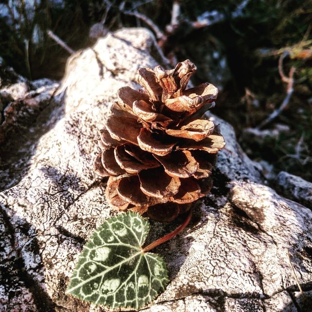 Depicts a close-up of a brown pinecone resting on a textured rocky surface with a small green leaf beside it. Perfect for nature or outdoor themes, botanical studies, and earthy, autumn-inspired designs.