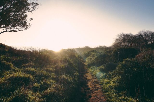 Path through grassy landscape with trees during sunrise, conveying tranquility and opportunities for outdoor activities. Ideal for use in travel marketing, nature blogs, wellness articles, and adventure-themed content.