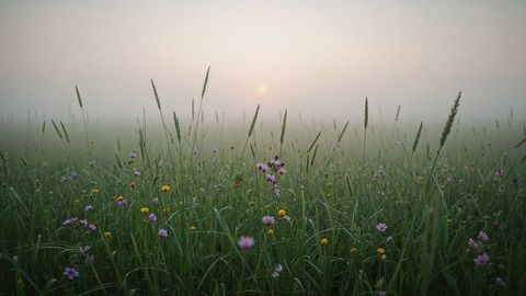 Tranquil Meadow at Dawn with Dew-Covered Wildflowers