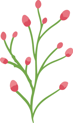 flat botanical branch with pink buds on transparent background - Download Free Stock Videos Pikwizard.com