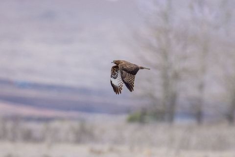 Raptor Gliding Over Open Prairie, Hawk in Flight Showing Silent Hunt and Wide Sky