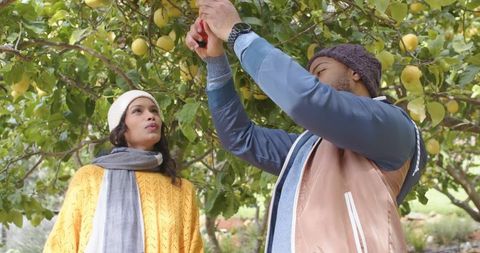 Couple harvesting lemons in orchard using pruner, wearing knit hats and scarves