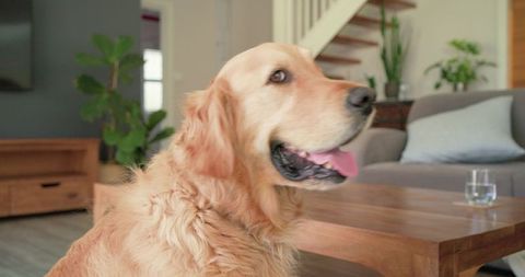 Golden retriever panting in cozy contemporary living room by wooden coffee table