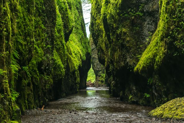 Lush green and moss-covered narrow gorge with a river flowing through it. Ideal for concepts related to hiking, tranquility, natural formations, environmental conservation, and nature photography.
