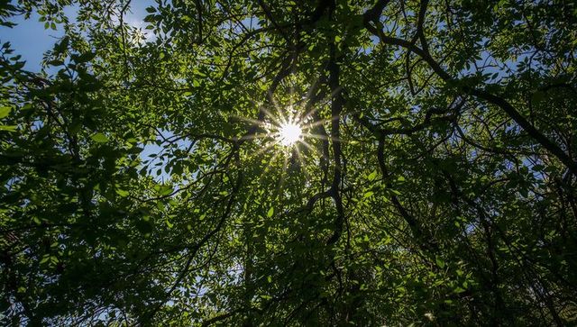 Sunburst through Dense Green Canopy with Sunbeams and Dappled Forest Light